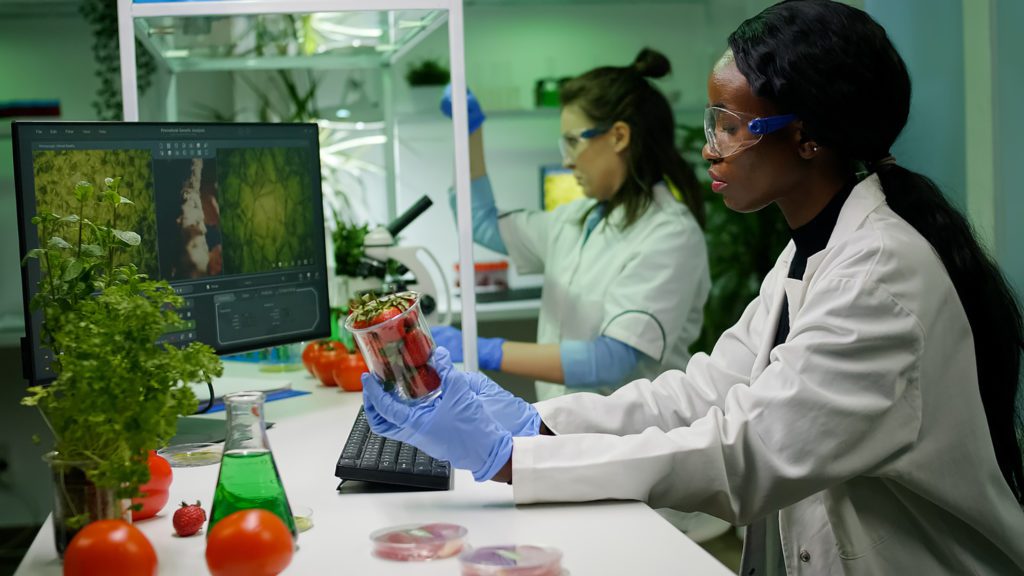 Pharmaceutical Scientist Looking At Strawberry Injecting With with pesticides